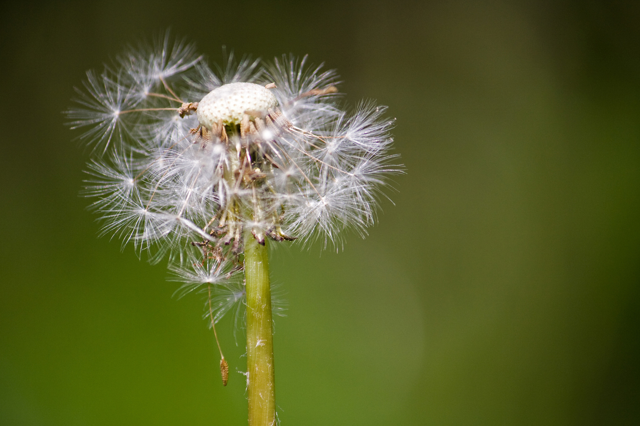 Canon EF-S 55-250mm F4-5.6 IS sample photo. Little dandelion photography