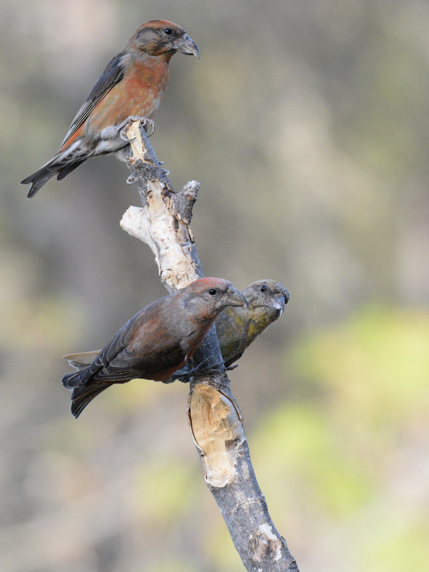 Sigma 150-600mm F5-6.3 DG OS HSM | S sample photo. Trio piquituertos photography