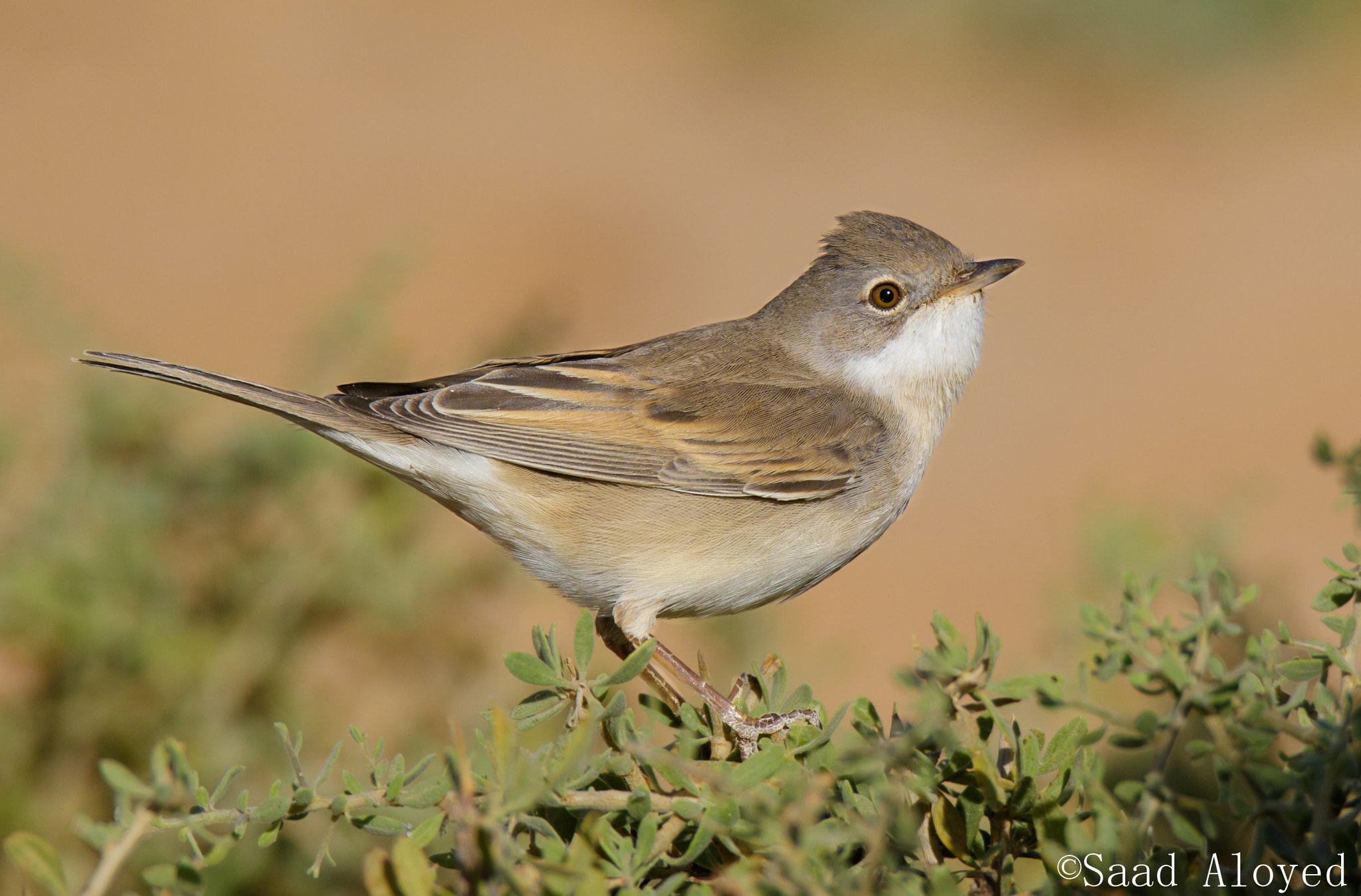 Sigma 150-600mm F5-6.3 DG OS HSM | C sample photo. Common whitethroat الدخلة بيضاء الحنجرة الشائعة photography