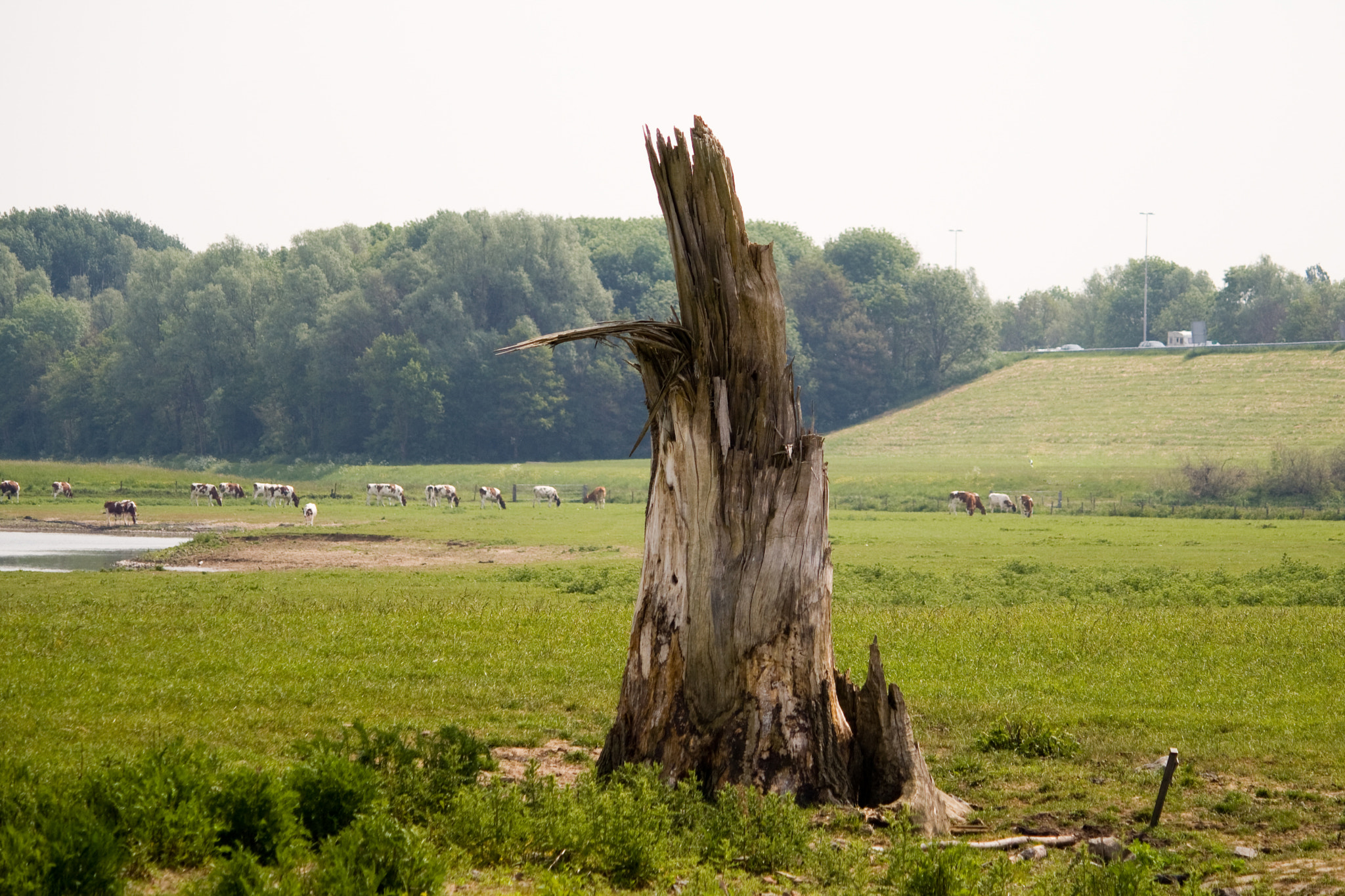 Canon EF-S 55-250mm F4-5.6 IS sample photo. Broken tree photography