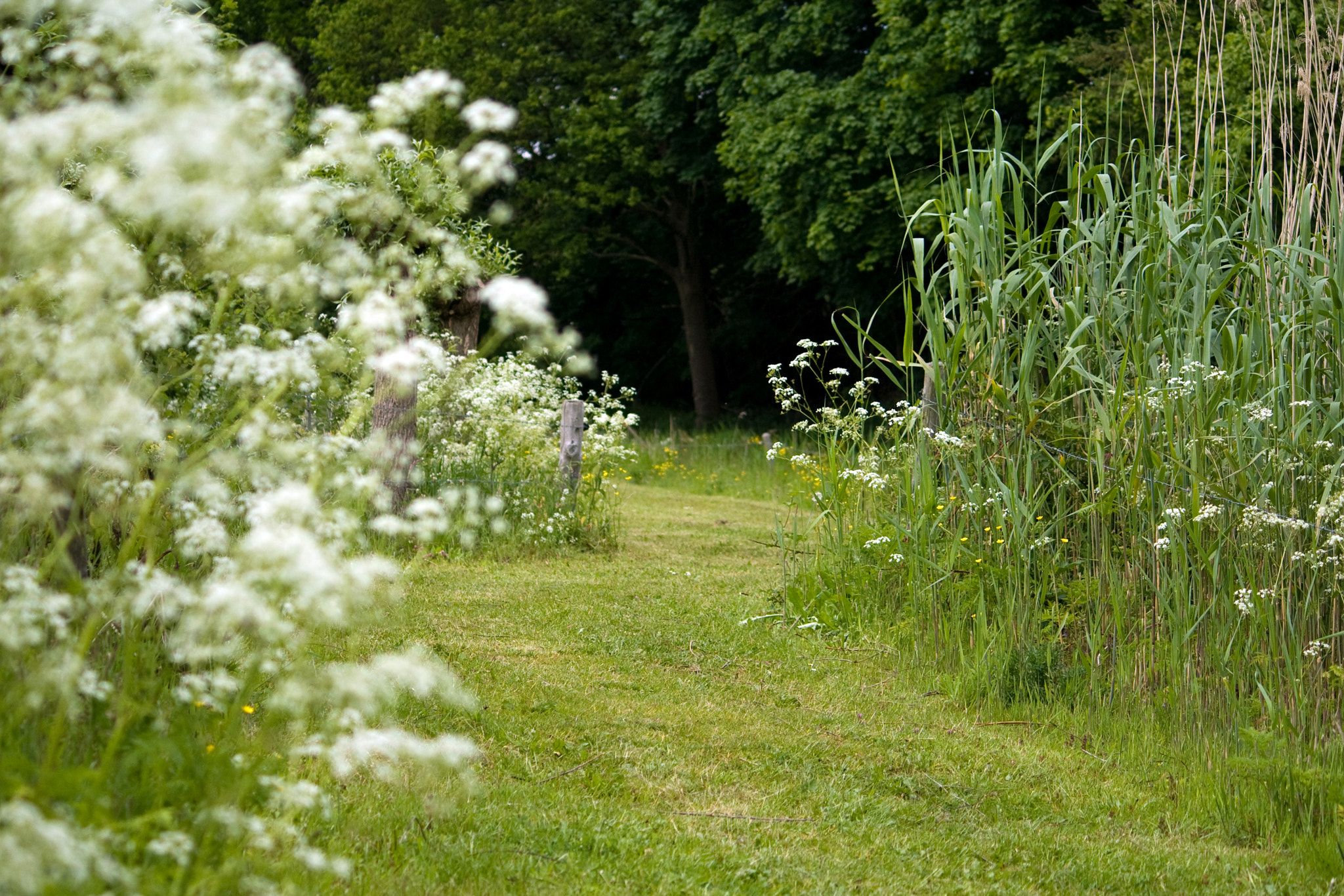 Canon EF-S 55-250mm F4-5.6 IS sample photo. 2.road to? photography