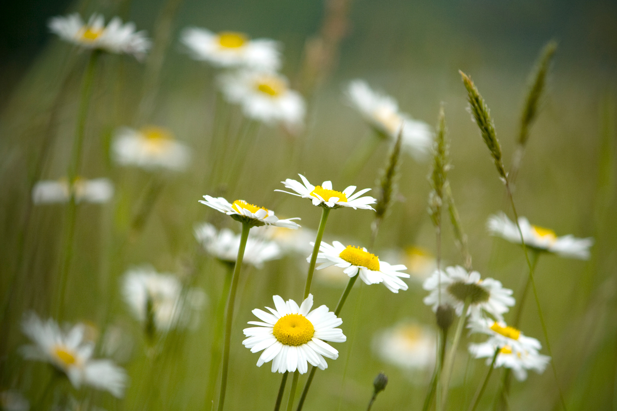 Canon EF-S 55-250mm F4-5.6 IS sample photo. 4.happy flowers photography
