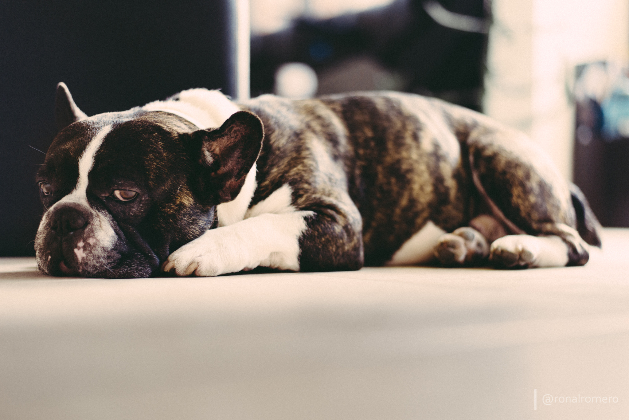 Nikon D610 + Nikon AF-S Nikkor 50mm F1.8G sample photo. This is benito de french bulldog photography
