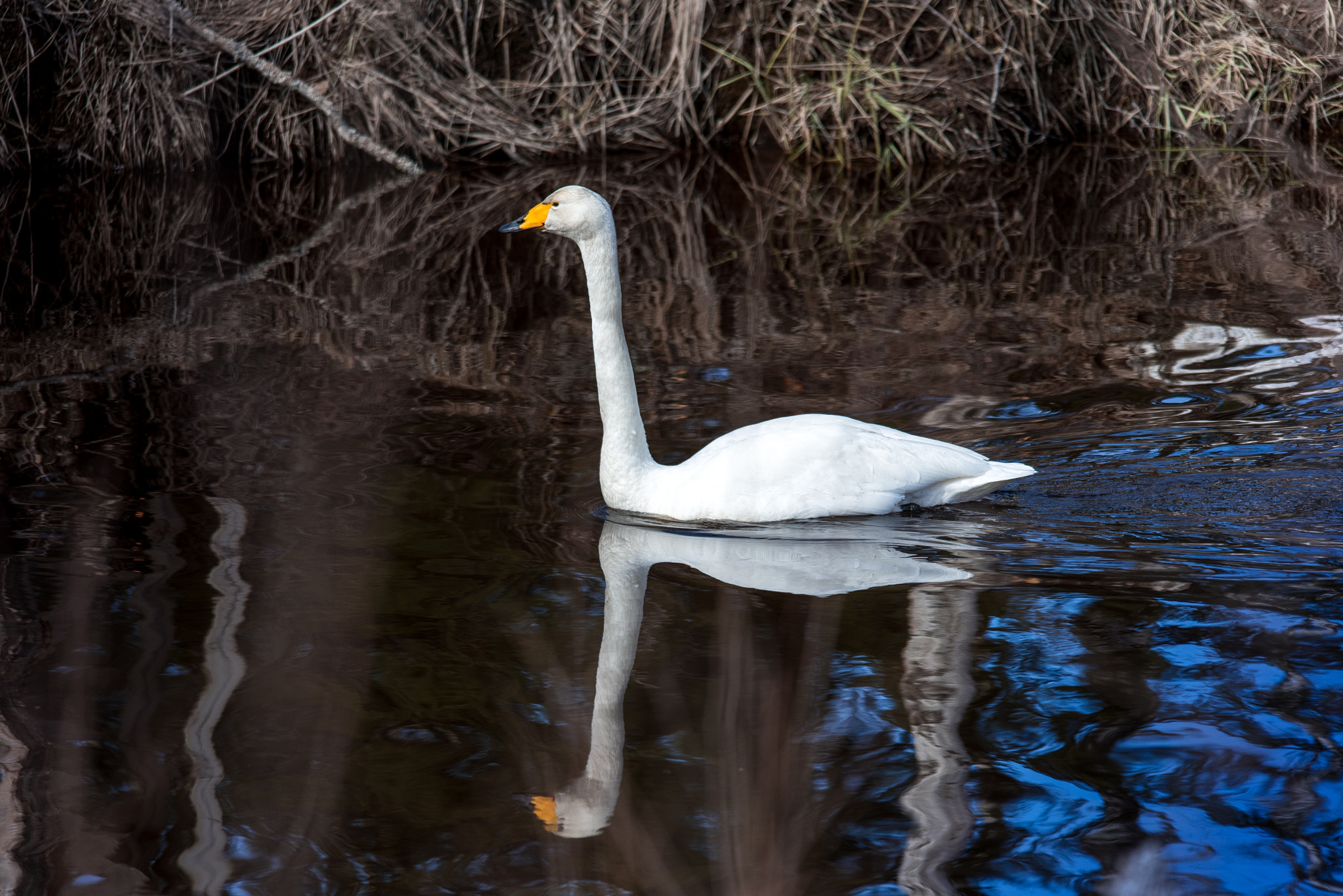 Nikon D750 + Sigma 150-500mm F5-6.3 DG OS HSM sample photo. Lonely swan photography
