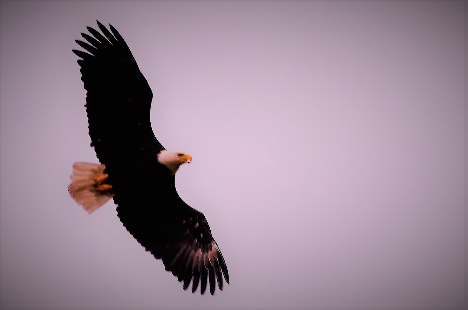 Nikon AF Nikkor 70-300mm F4-5.6G sample photo. Eagle shot i took yesterday  photography