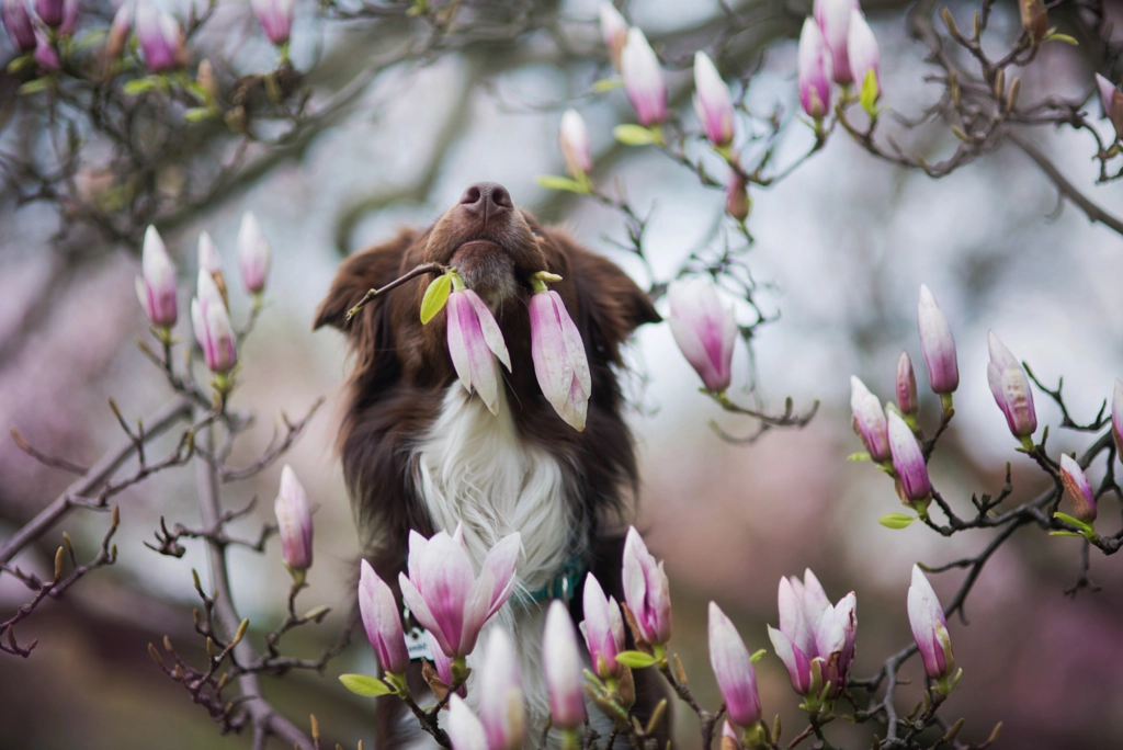 Spring pictures - Springtime III by Iza ?yso? on 500px.com