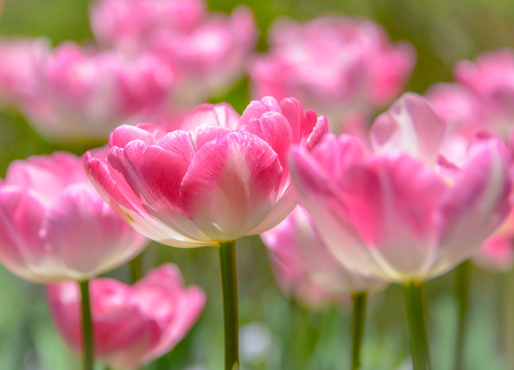 Untitled by candymooh on 500px.com