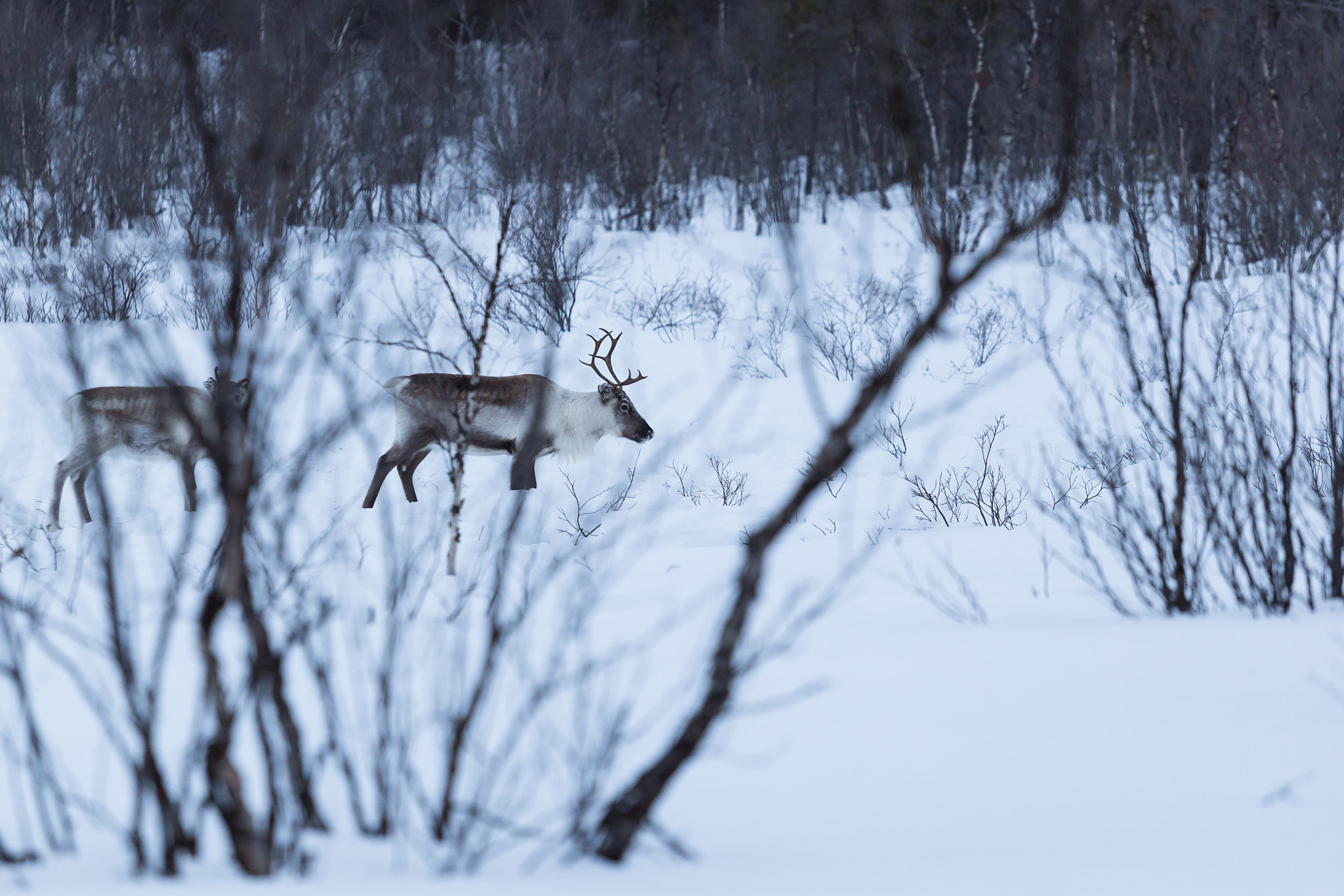 Rencontre avec des rennes - Laponie - Suède