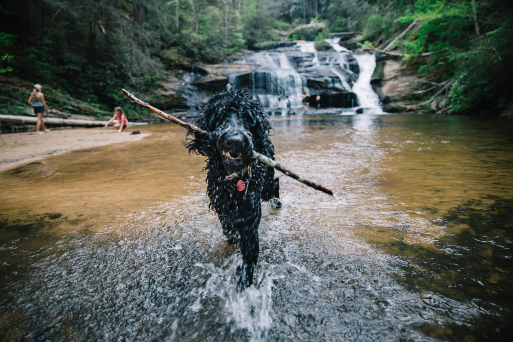 Fetch? by Justin Hardigree on 500px.com