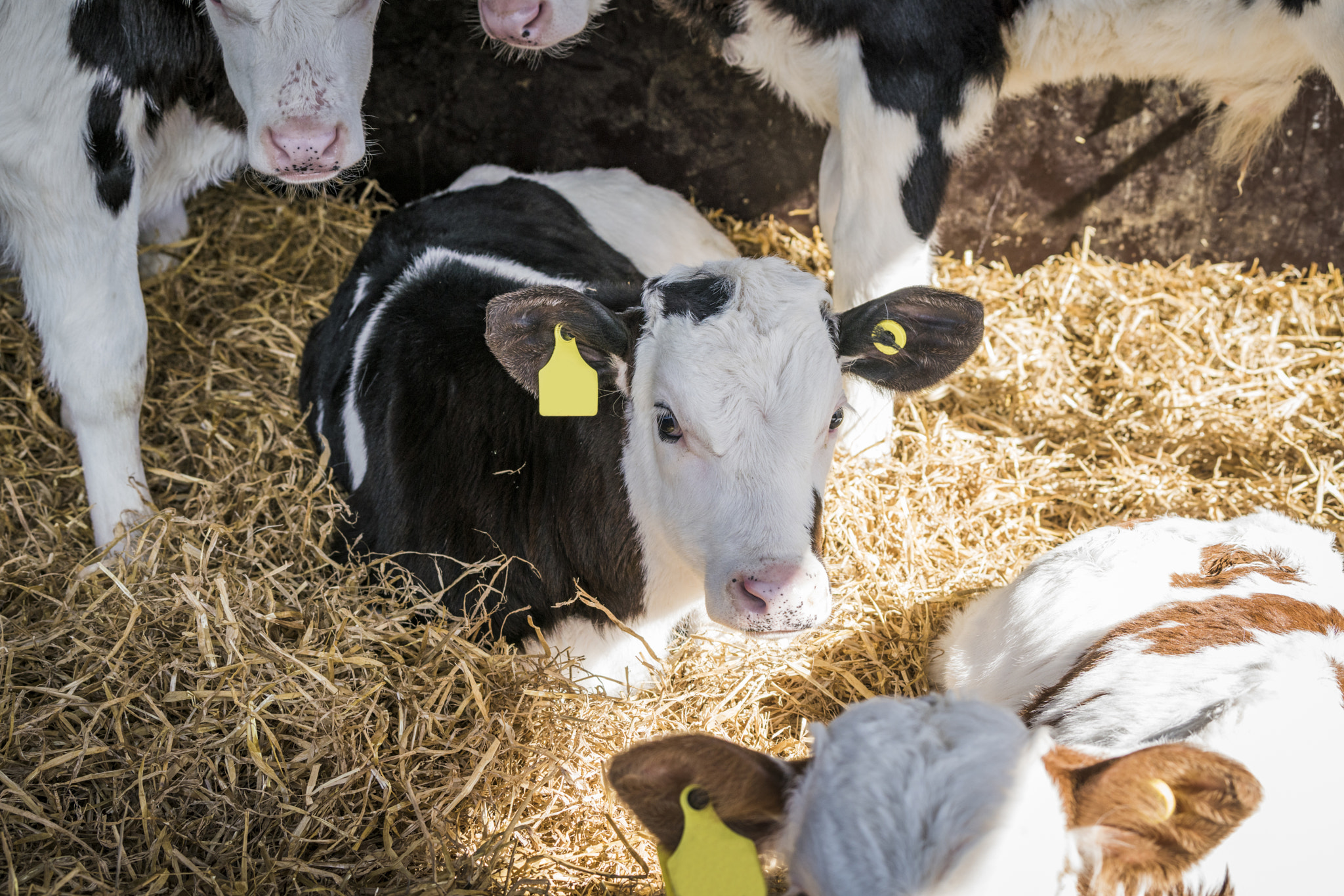 Calf relaxing in the hay