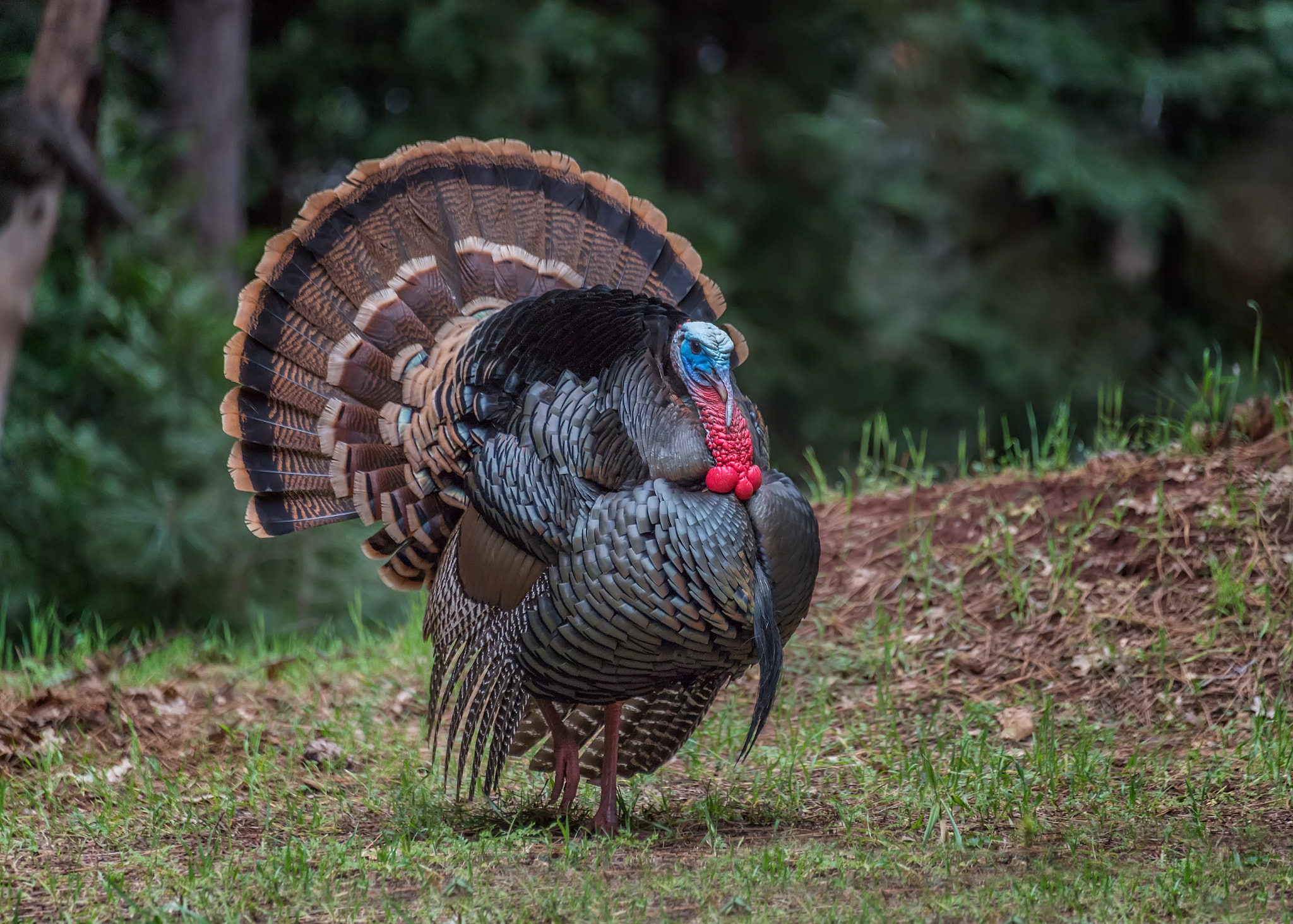 WIld Turkey Strut by Richard Reames / 500px