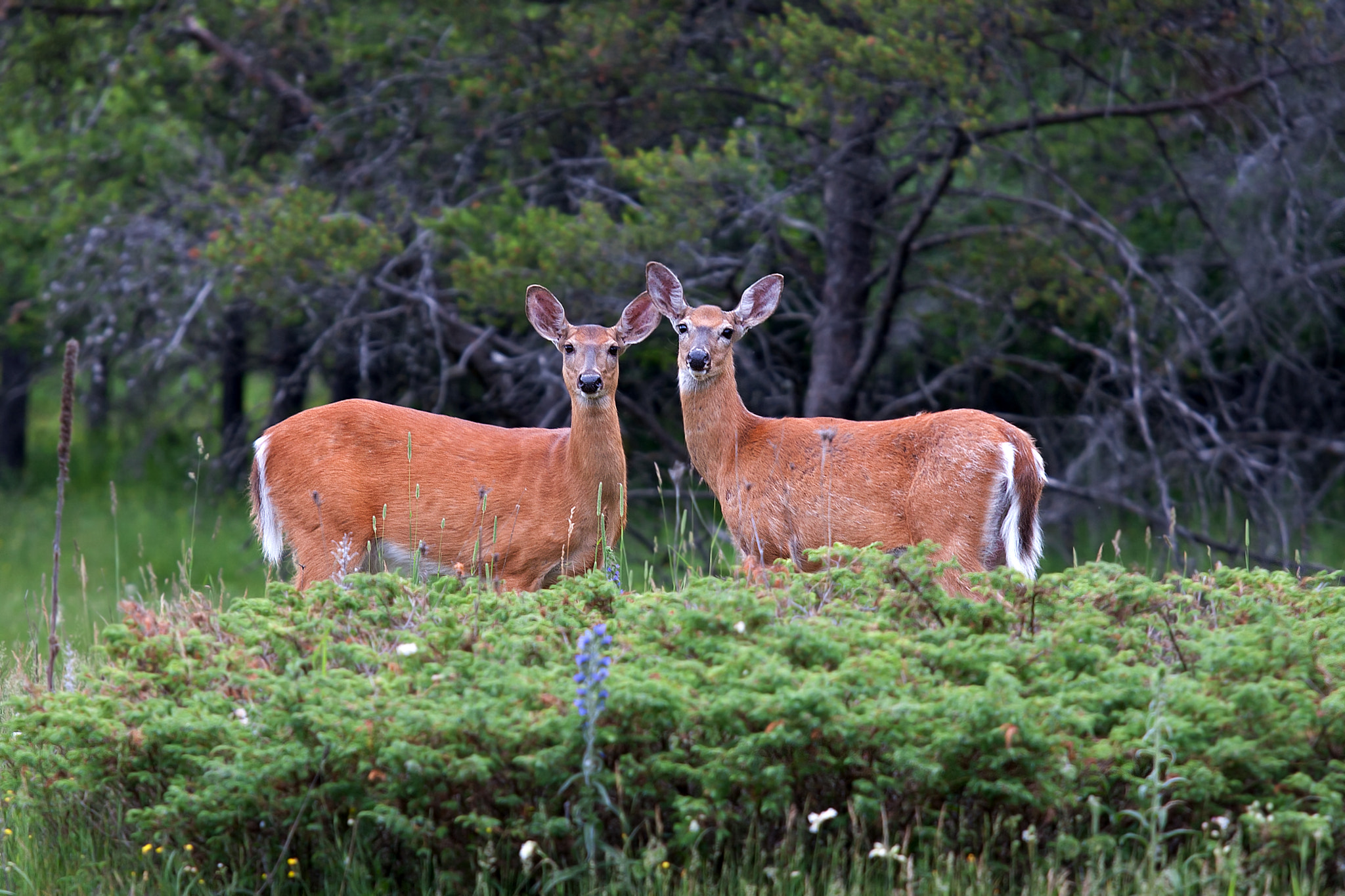 Twins -White-tailed deer