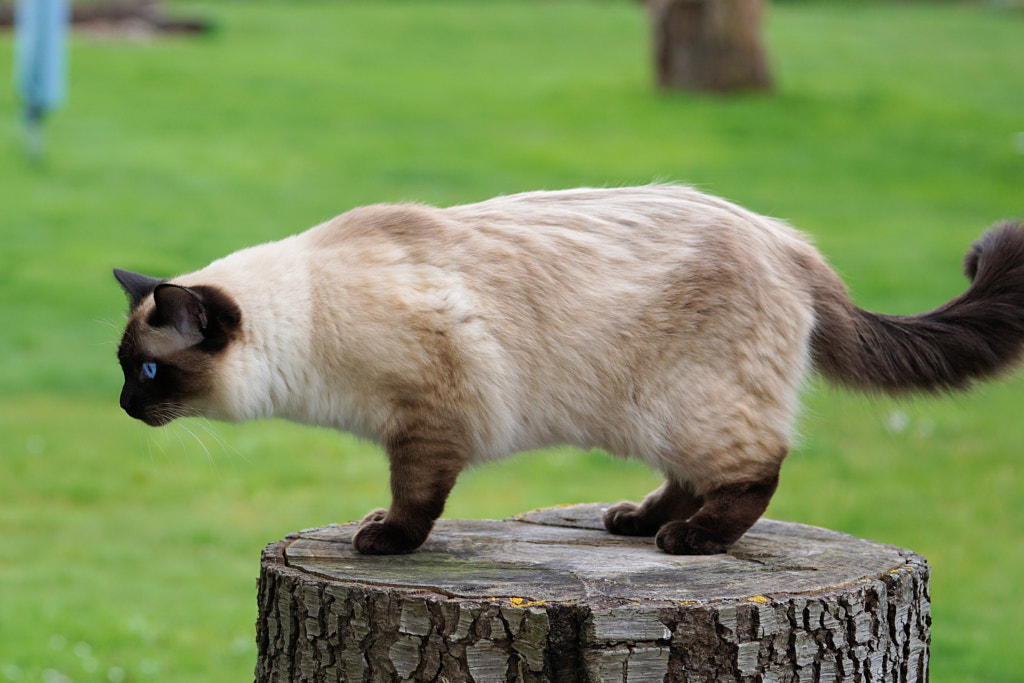 Siamese cat Siamese - Fat Biggest Cats in the World