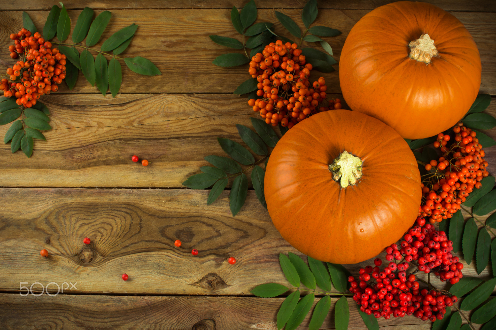 pumpkins and rowan