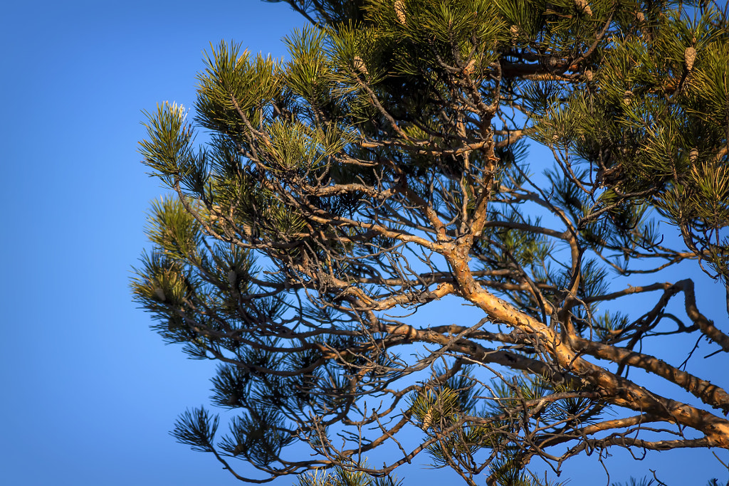 pine branch in the morning sky by Nick Patrin on 500px.com