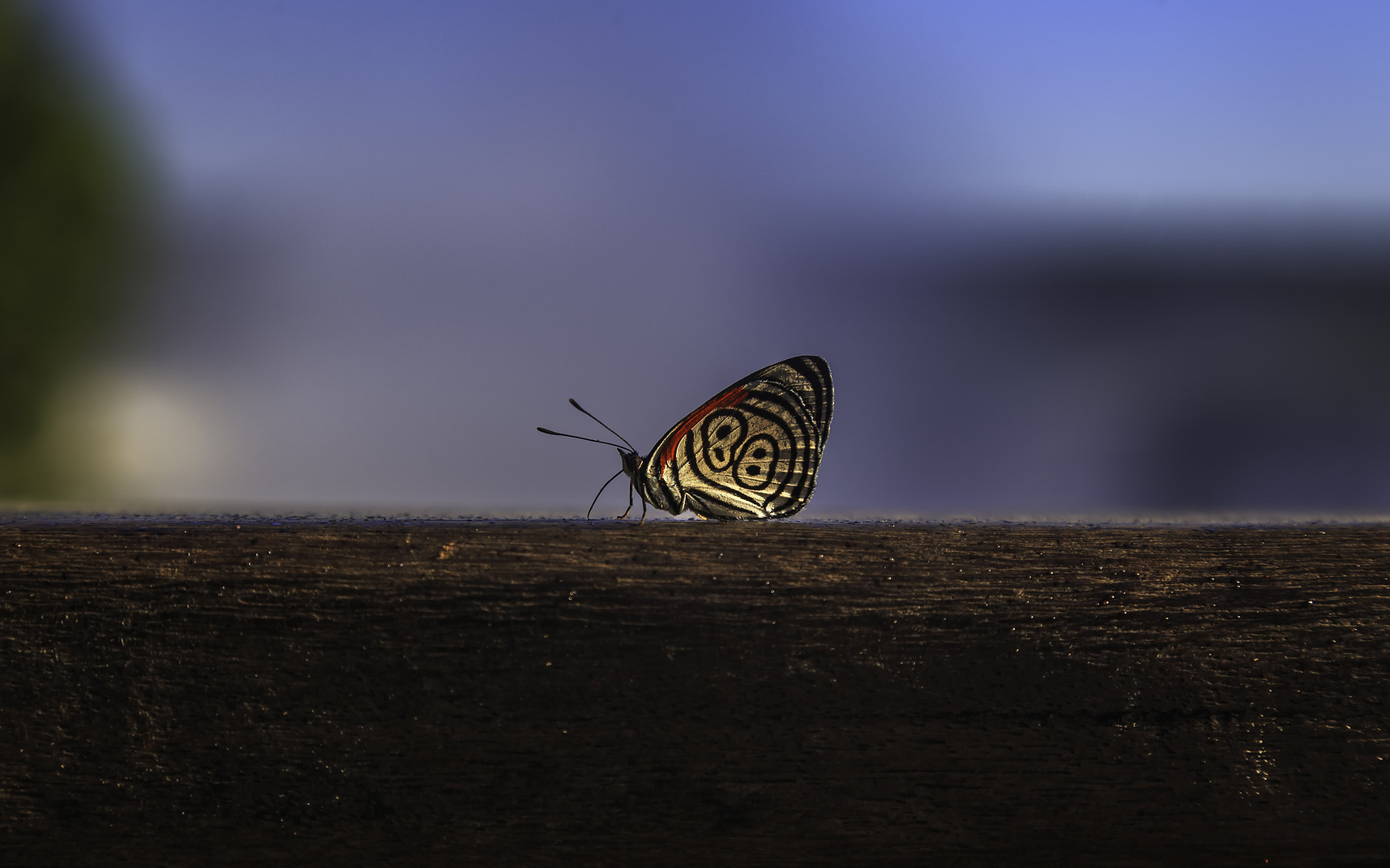 An Anna´s Eighty-eight Butterfly shot at Iguazu Falls