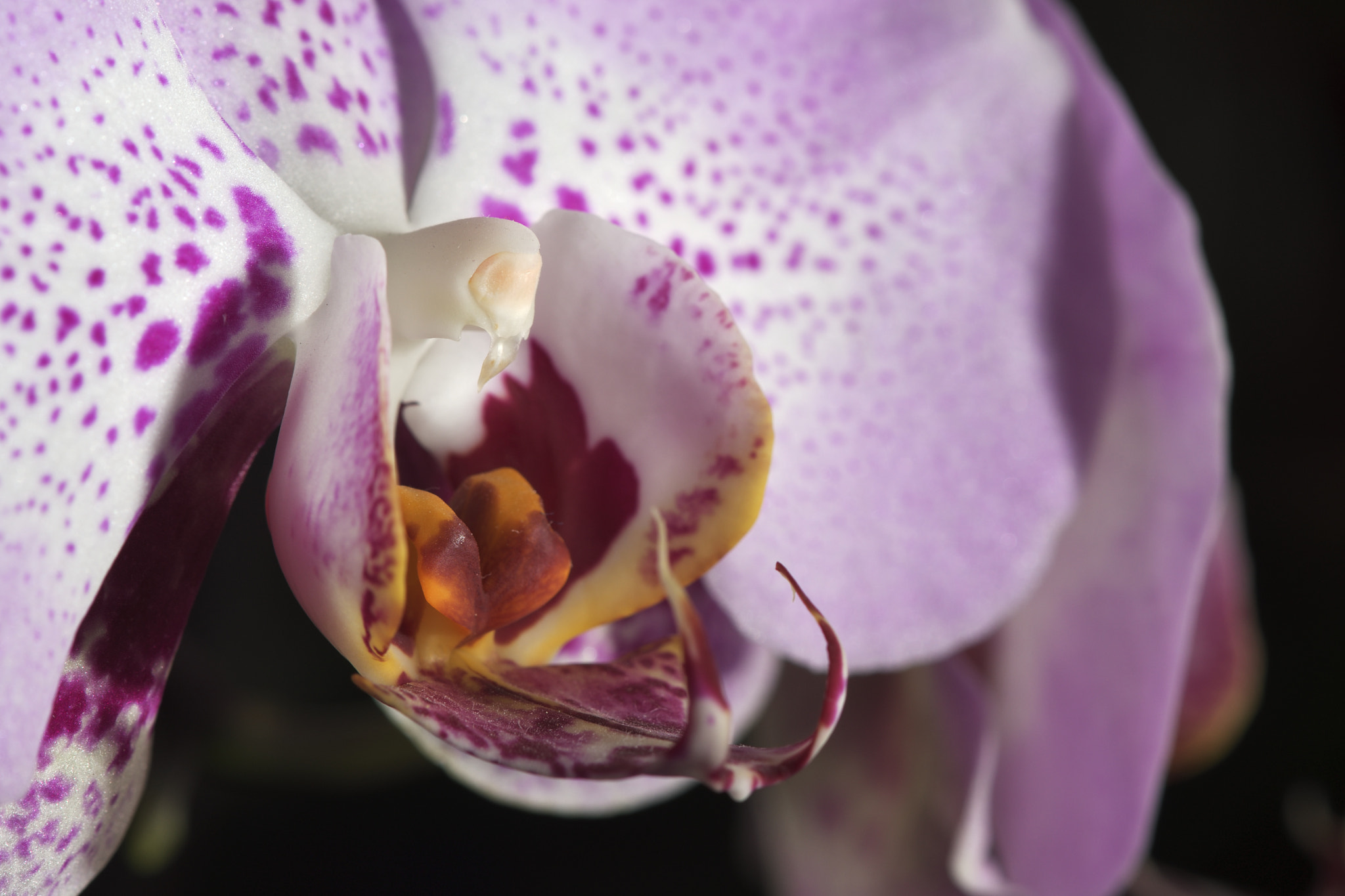 Orquidea