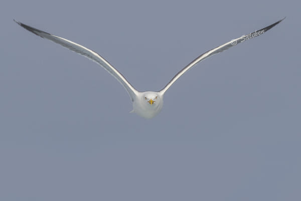 Gaviota De Audouin by Santiago  Vidal Bort on 500px.com