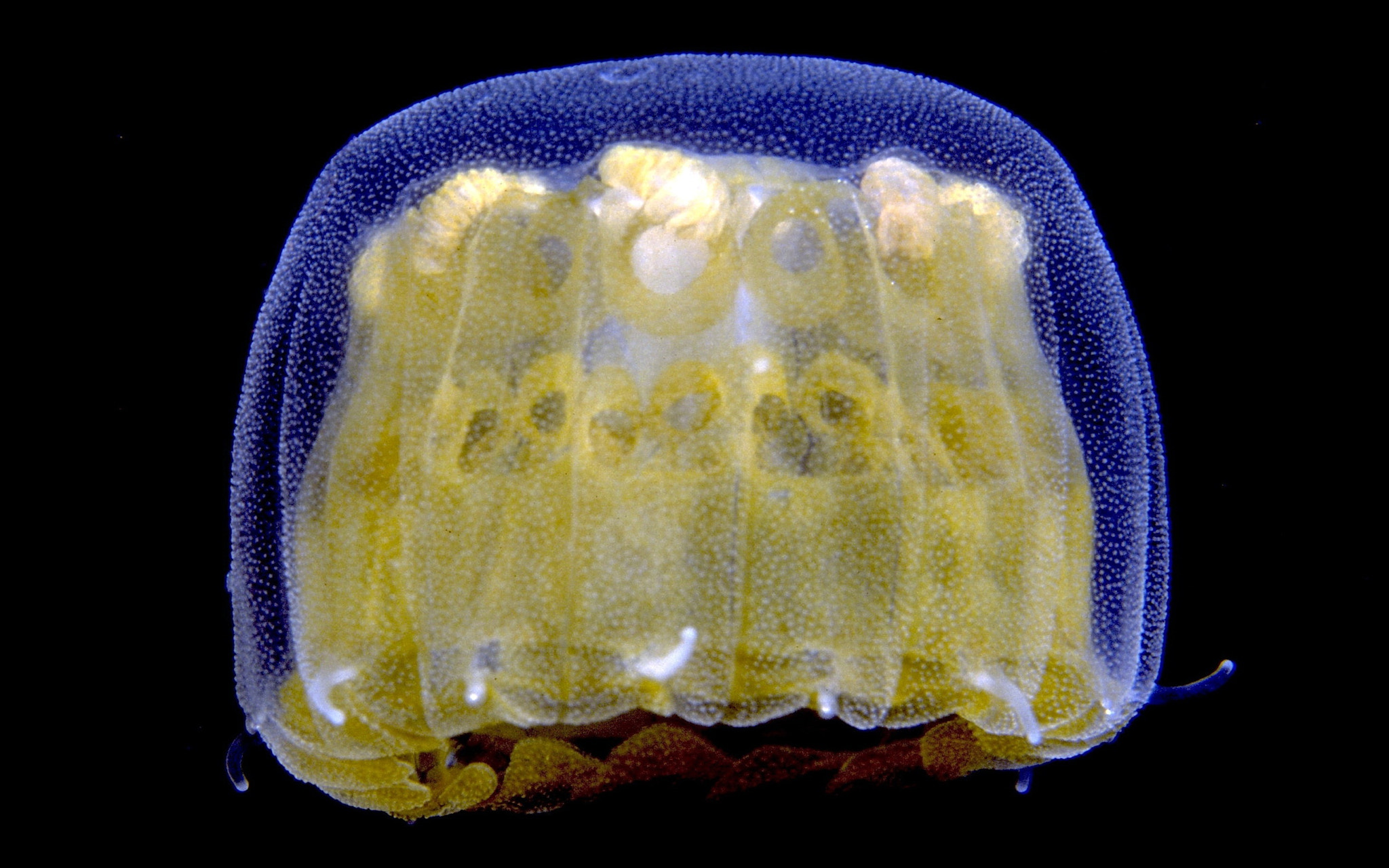 Thimble Jellyfish by Patrick Banfield Photo 20983311 / 500px