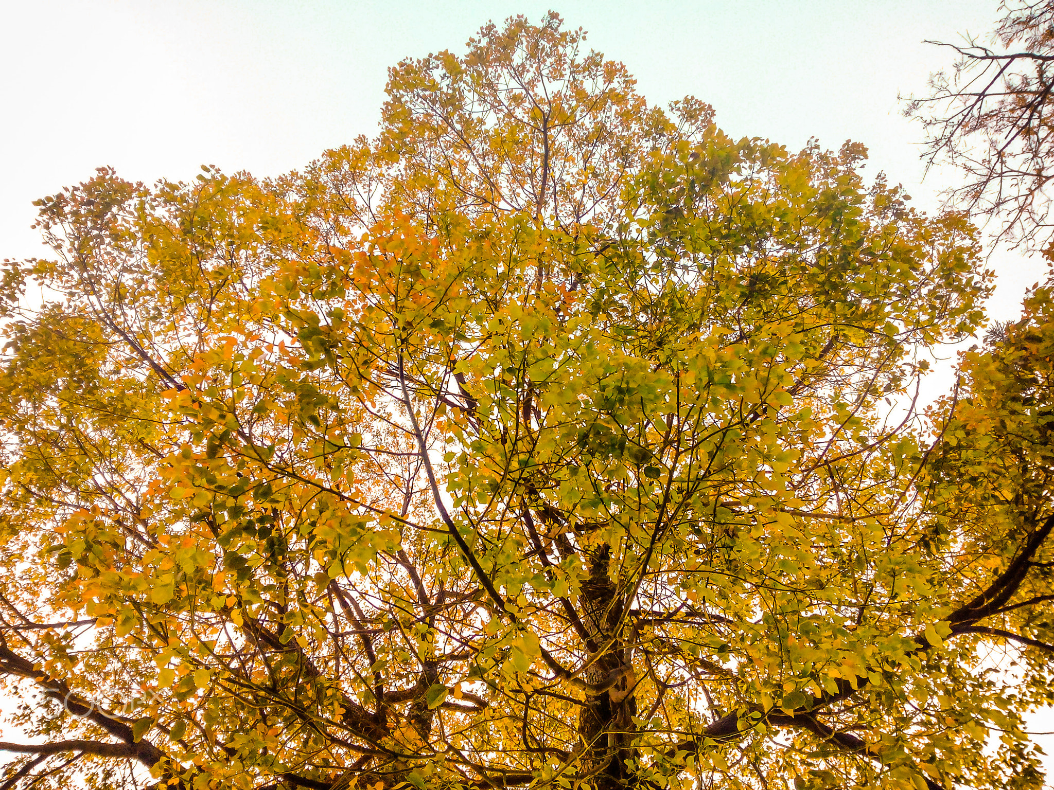 Kapoor (Sisau) Tree