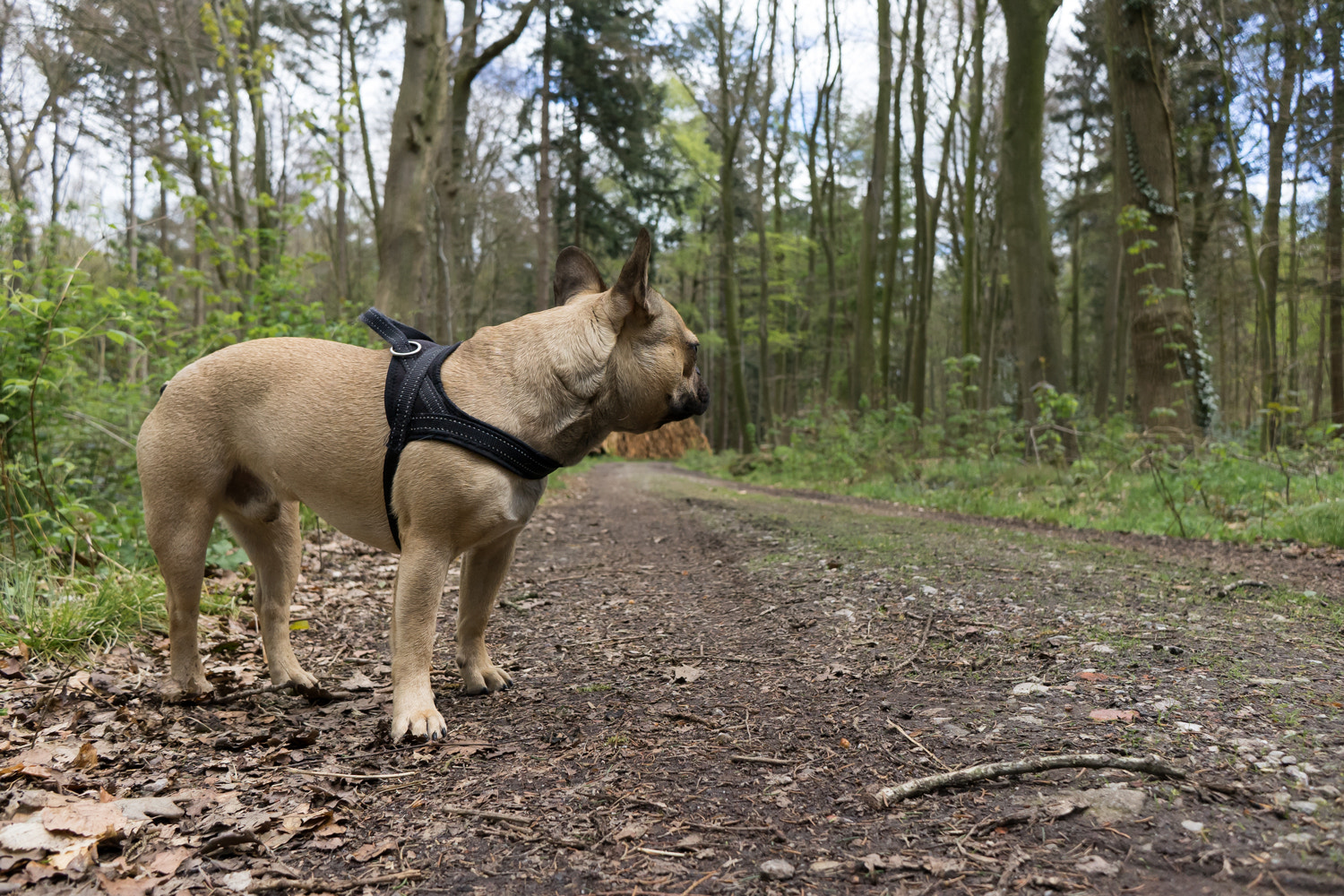 Trüffel - Französische Bulldogge