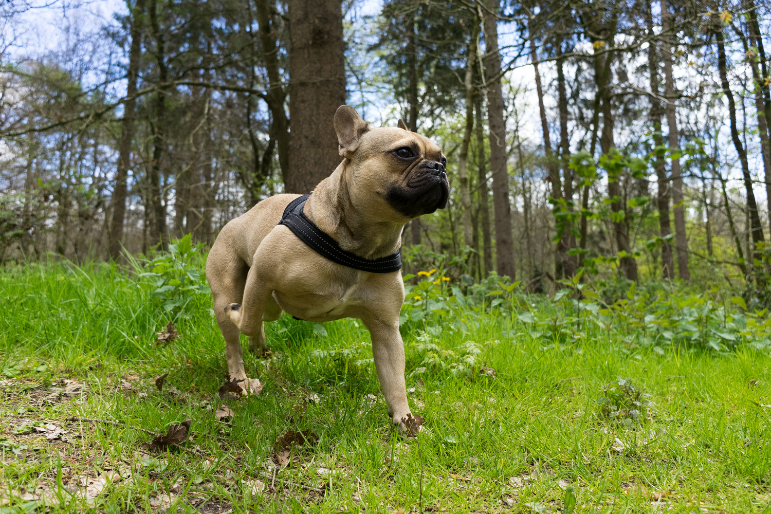 Trüffel - Französische Bulldogge