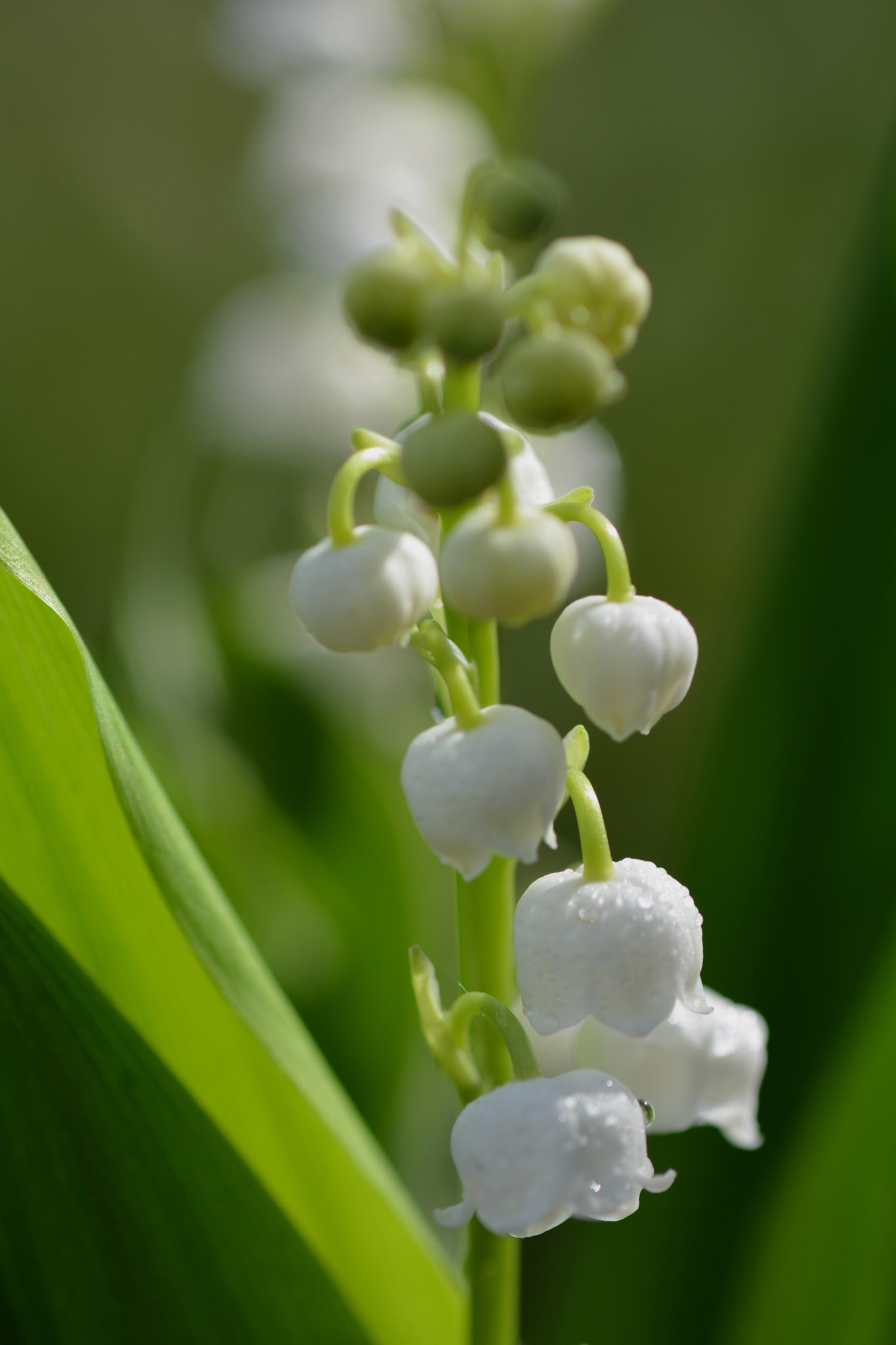 Muguet du 1 Mai