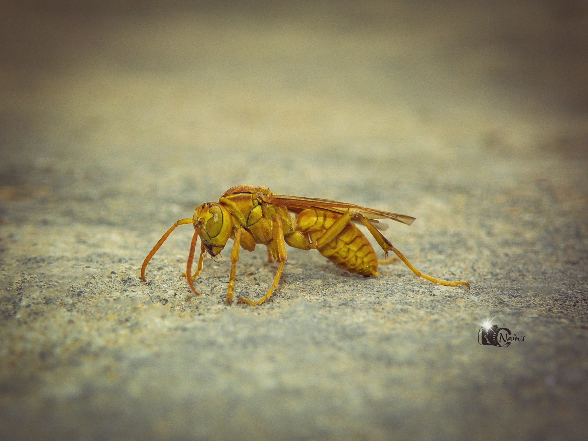 Macro Bee...