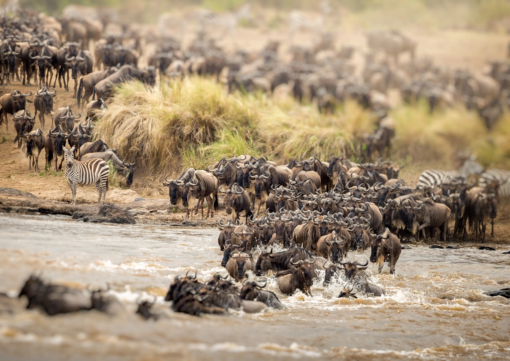 GREAT MIGRATION by Jaco Marx on 500px.com