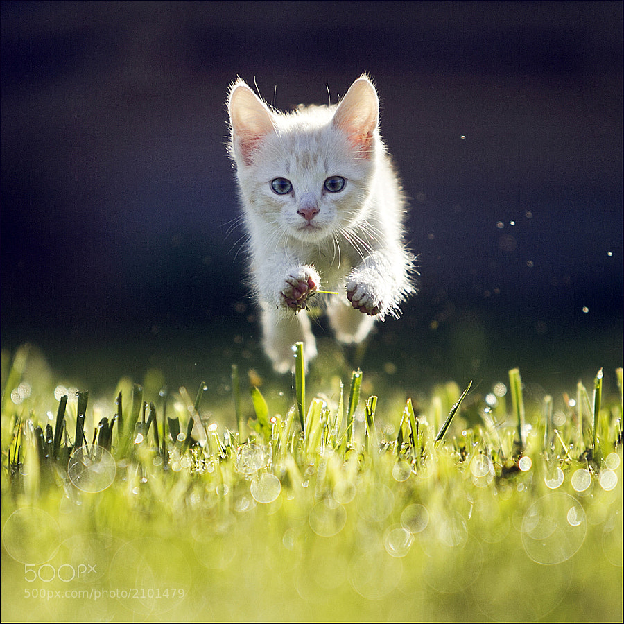 Here I Come