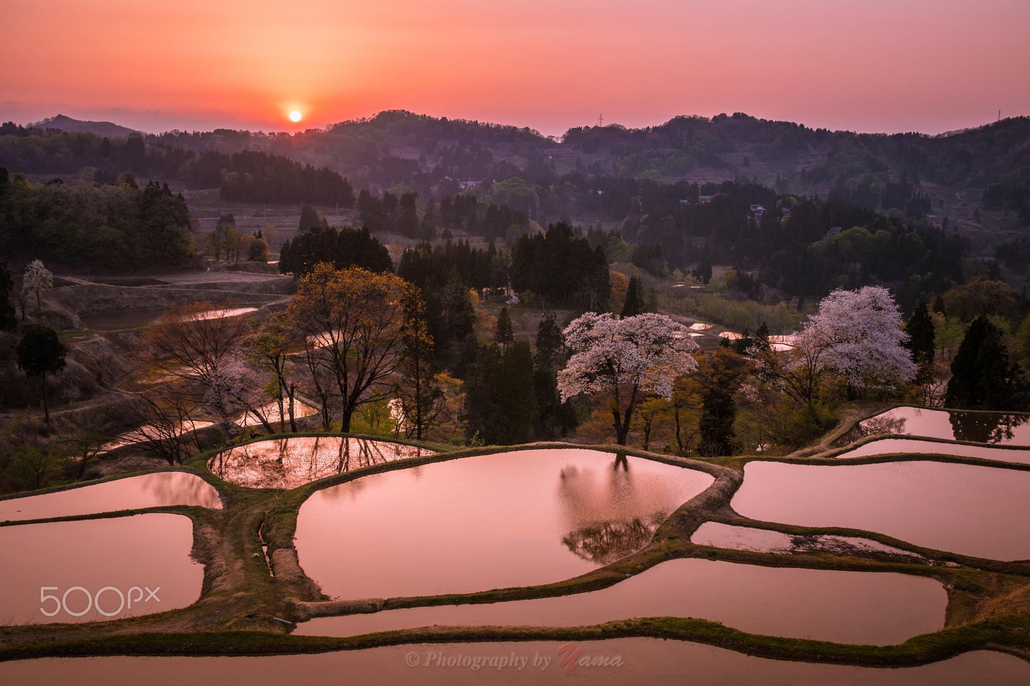 sunset glow (SAKURA)