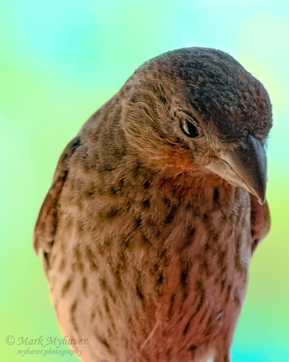 House Finch v300