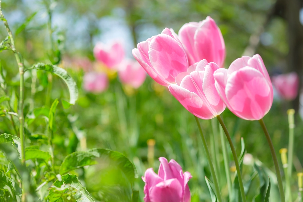 Spring in Japan by Kohei Endo on 500px.com