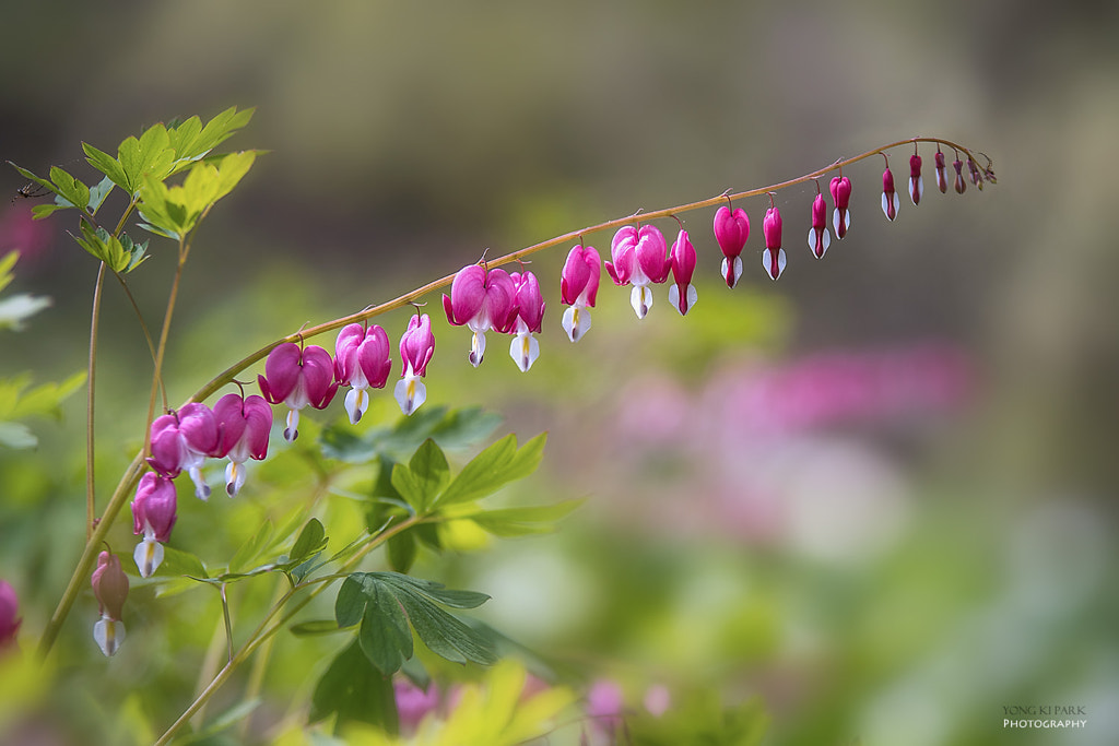 A dream of the spring-9 by Yong Ki Park on 500px.com