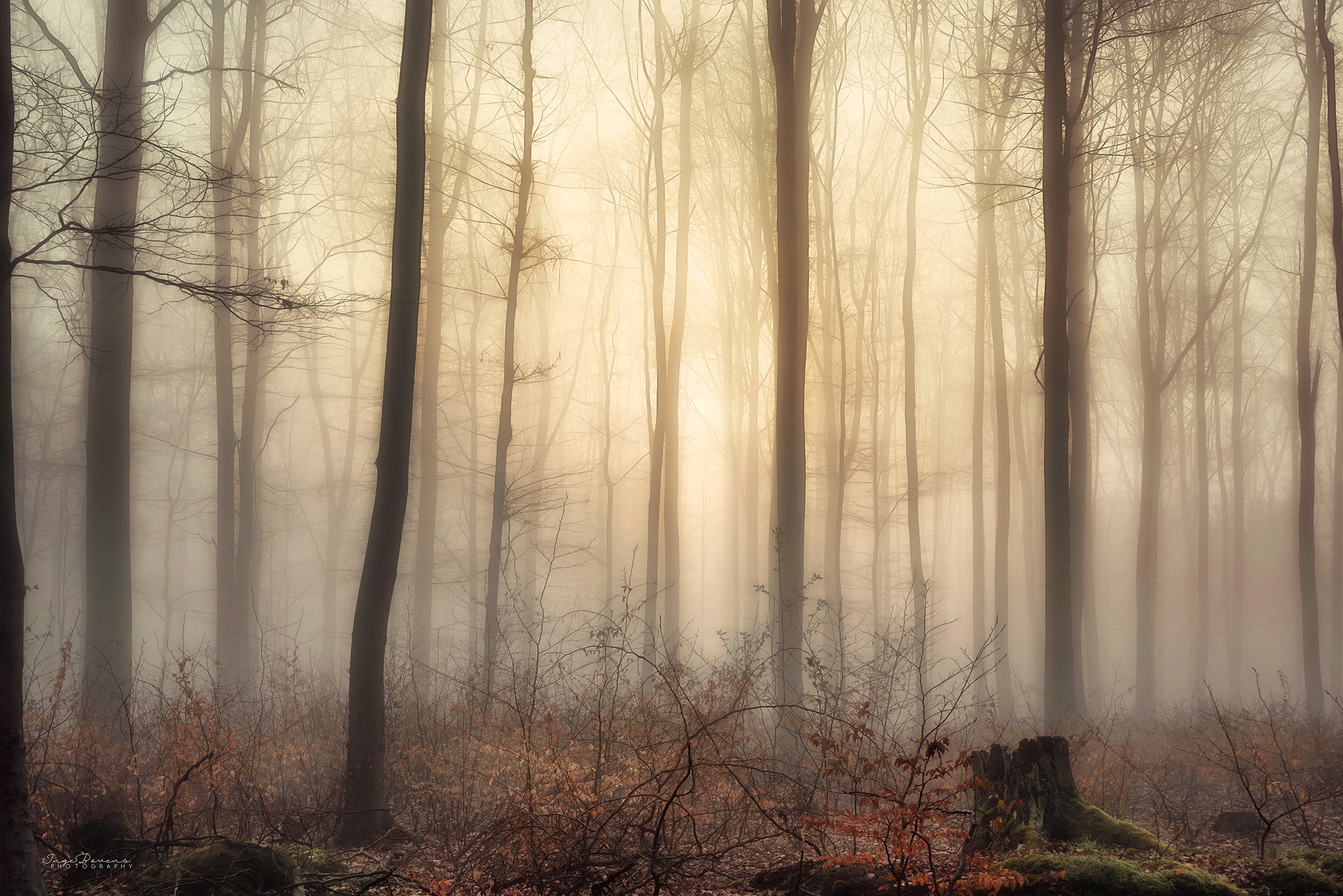 The Forest that Dreaded Sundown.