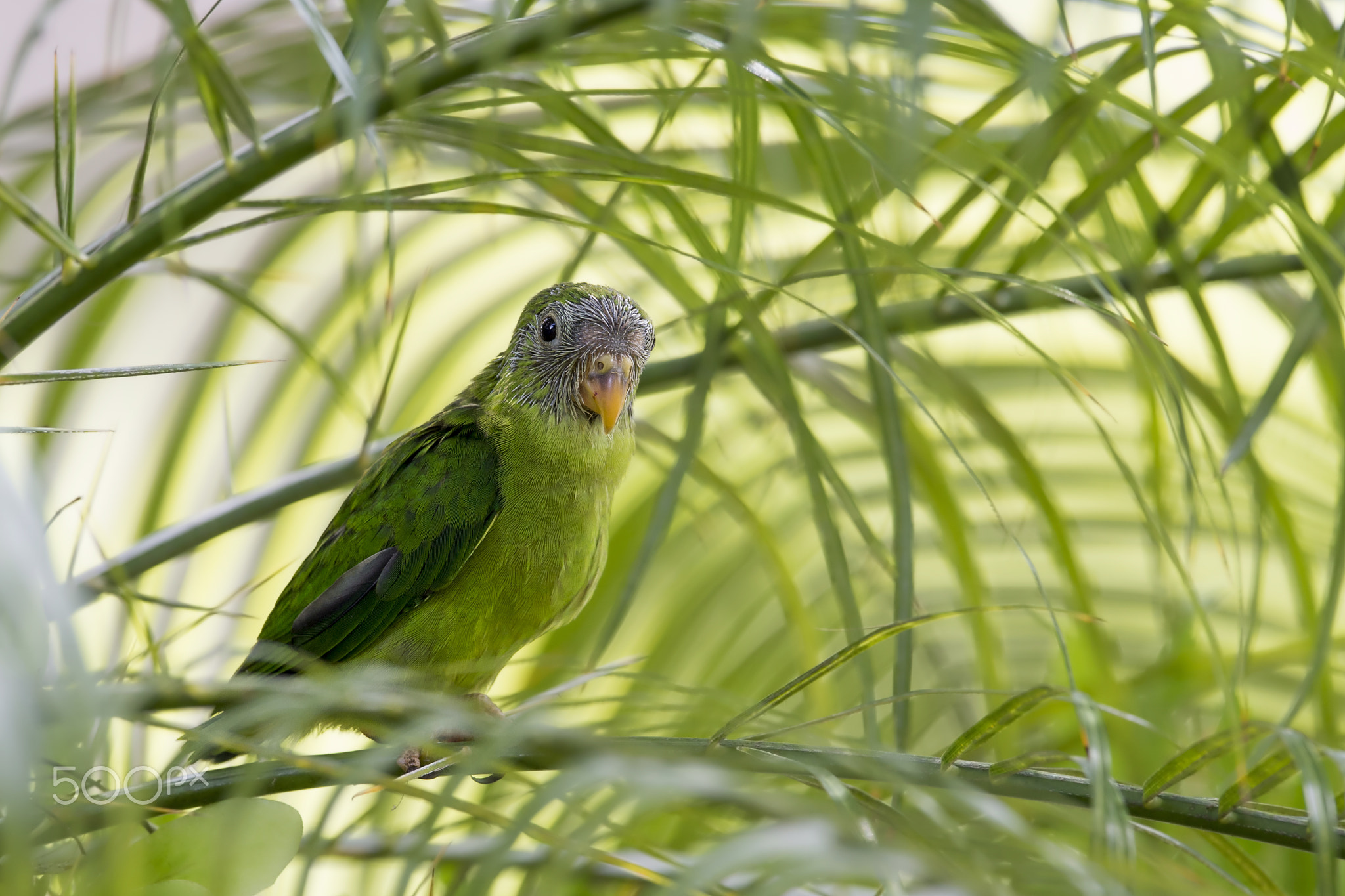 Blue-crowned Hanging Parrot (Jv)