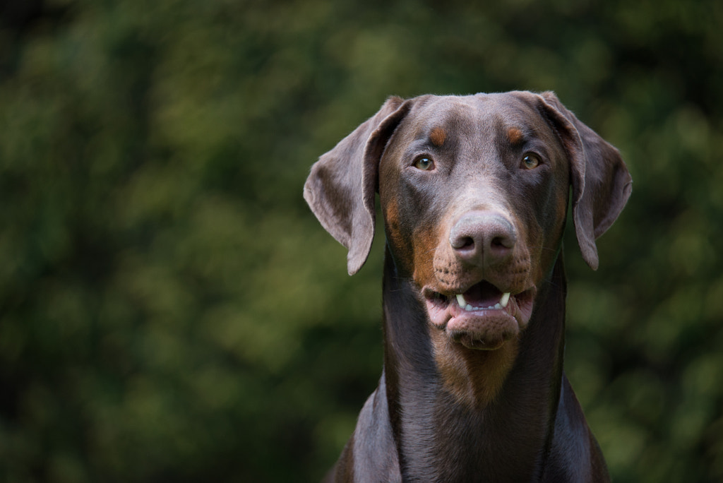 Dobermann #2 by Carsten Grimm / 500px