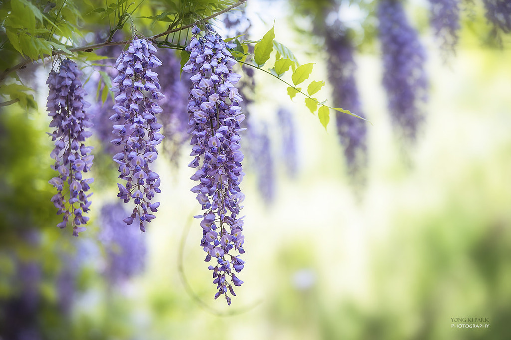 A dream of the spring-12 by Yong Ki Park on 500px.com