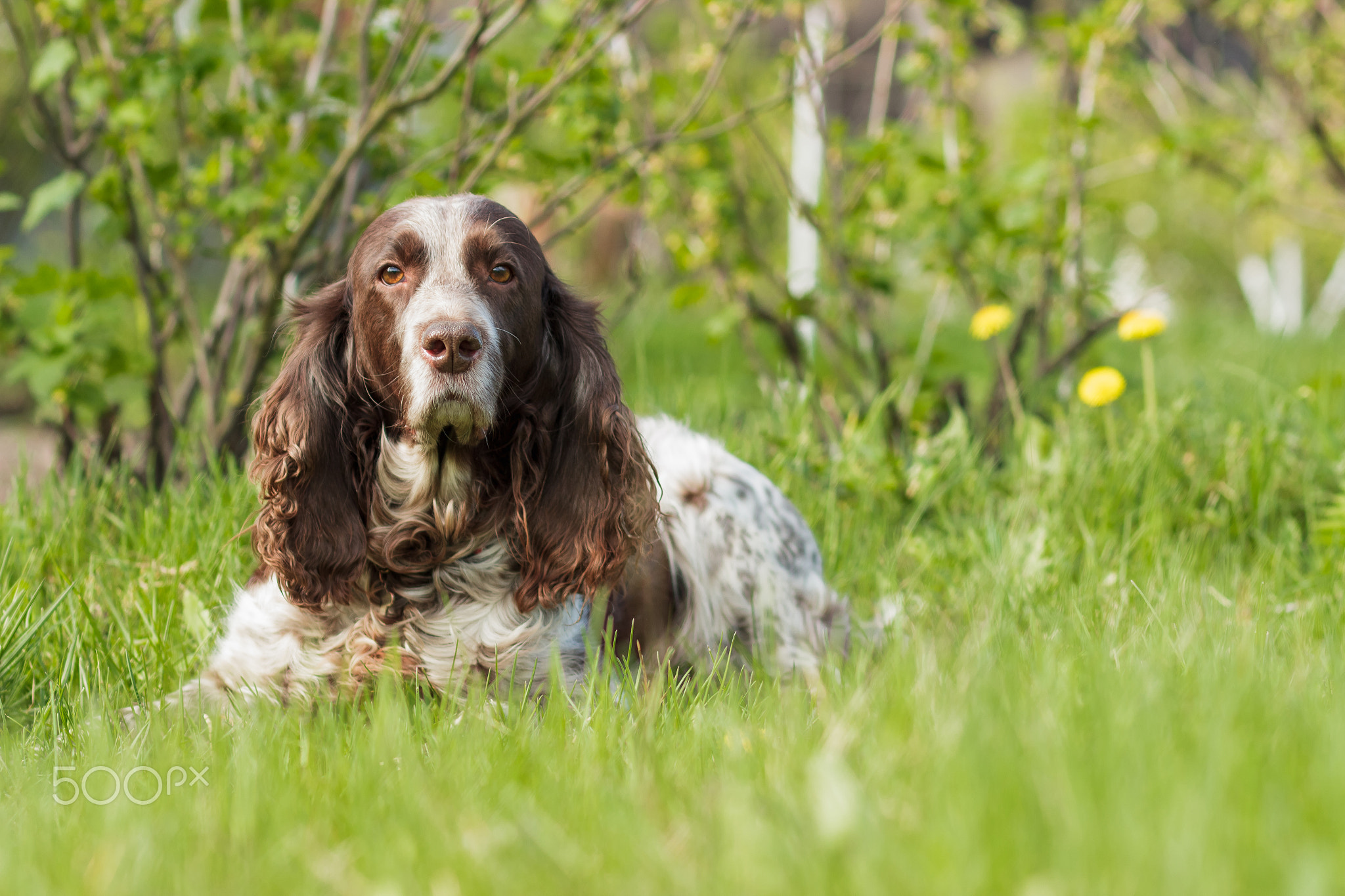 Brown spotted russian spaniel lays on the green grass