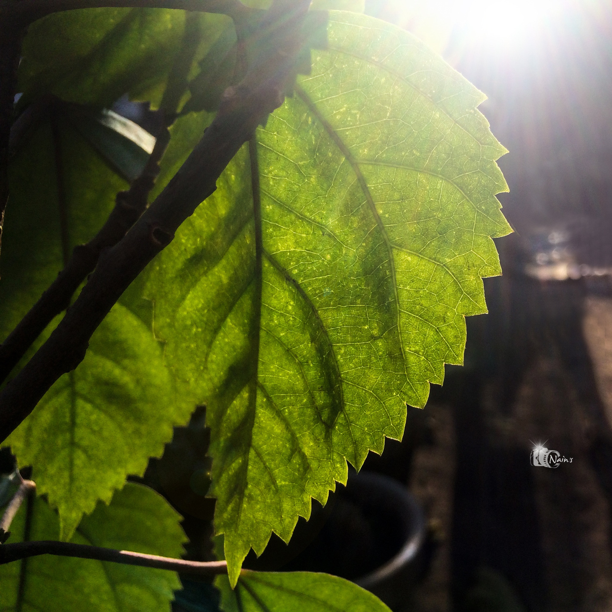 Leaf into Light...