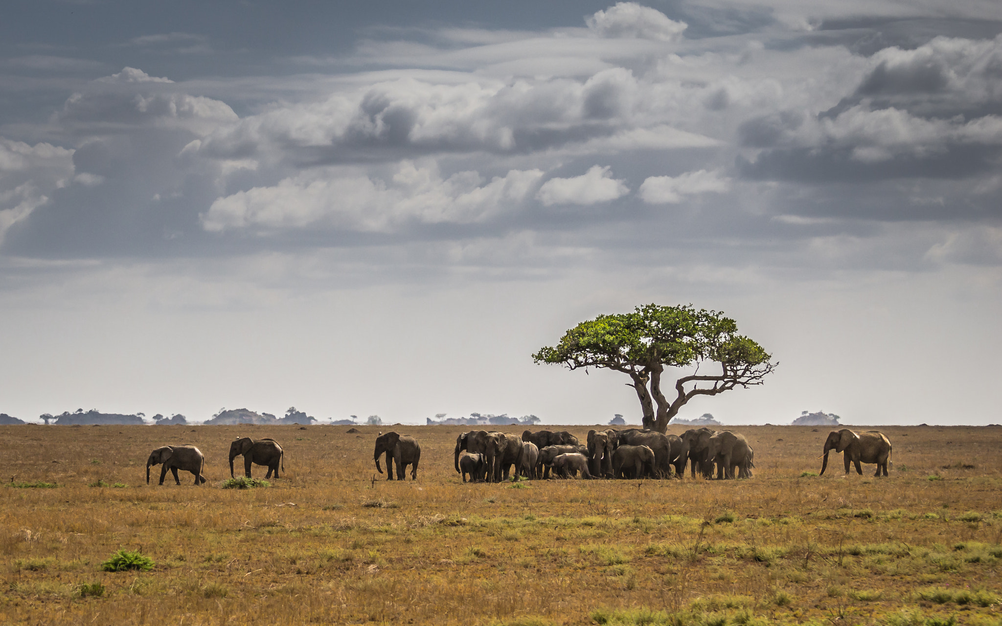 Serengeti Elephant Herd