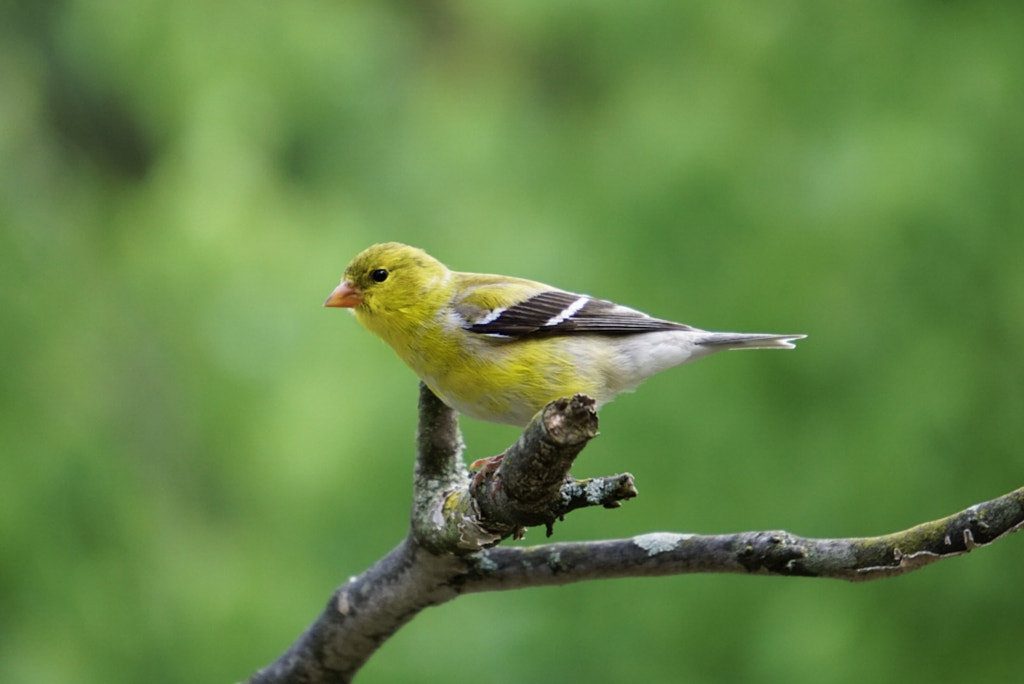  American Goldfinch - Birds of Georgia: Top 10 Most Common Birds Found in Georgia: A Guide for Birdwatchers