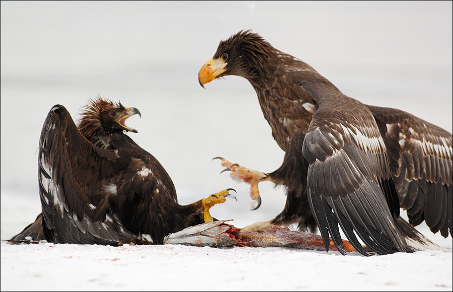 Igor Shpilenok About Stellers Sea Eagles 500px