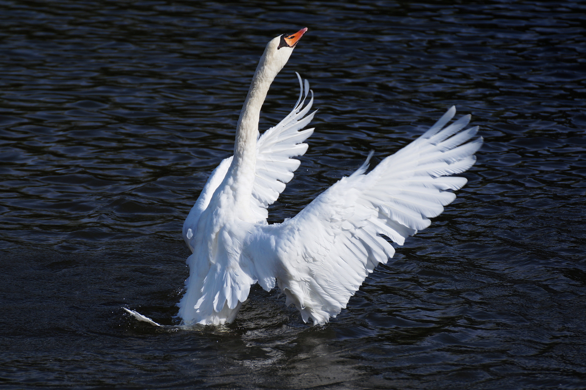 Angel Swan by Ralf Bessoth - Photo 21118413 / 500px