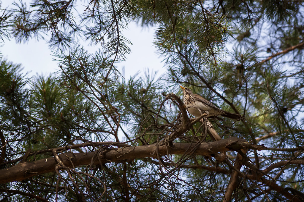 Turdus pilaris - on the pine branch - 1st shot by Nick Patrin on 500px.com