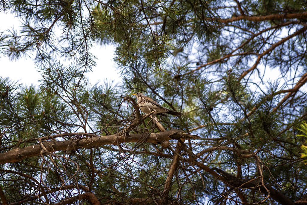 Turdus pilaris - on the pine branch - 2nd shot by Nick Patrin on 500px.com