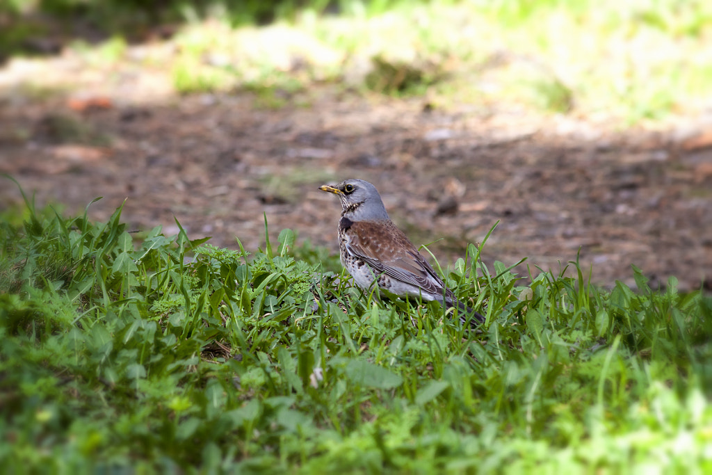 Turdus pilaris - on the lawn - 1st shot by Nick Patrin on 500px.com