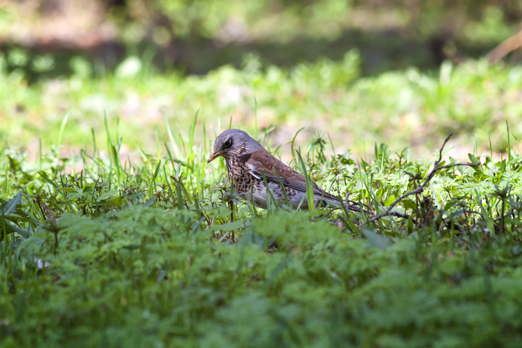 Turdus pilaris - on the lawn - 2nd shot by Nick Patrin on 500px.com