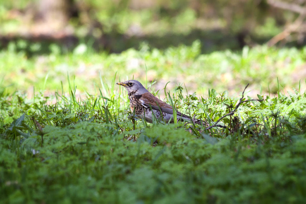 Turdus pilaris - on the lawn - 3rd shot by Nick Patrin on 500px.com