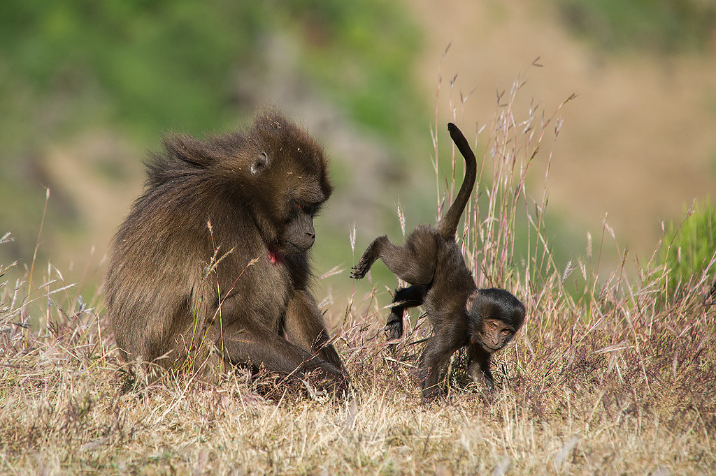 Playful baby baboon by Stefan Cruysberghs on 500px.com